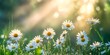 © Smile Photo - Fresh Daisies in Morning Light with Dewdrops in a Sunlit Meadow