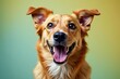 © DITSARAPHAN - Excited dog with tongue out and ears perked up, white background, sitting