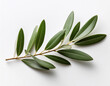 © John - twig with olive leaves on a white background showcasing natural beauty and elegance
