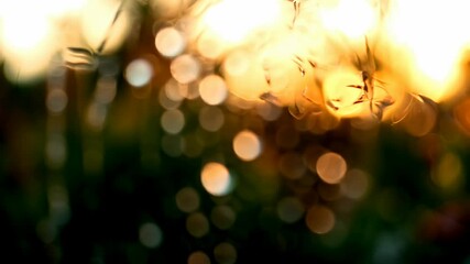 Wall Mural - Dewcovered spider web sparkles in golden sunrise amidst blurred foliage movement