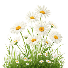 Wall Mural - Fresh Green Grass with White and Yellow Daisies on Transparent Background - Natural and Clean Aesthetic