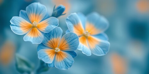 Wall Mural - Delicate blue flowers with vibrant yellow accents against a soft blurred background.