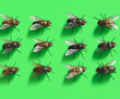 © Murilo - collection set of various flies isolated
