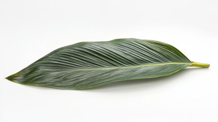 Wall Mural - Green Tropical Leaf with Leafy Texture Isolated on White Background