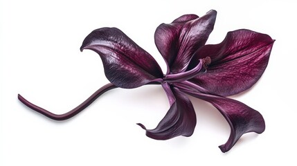 Wall Mural - stunning deep purple flower petal isolated on white background