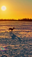 Wall Mural - Wild deer run through winter fields with massive sunset in background, aerial vertical view