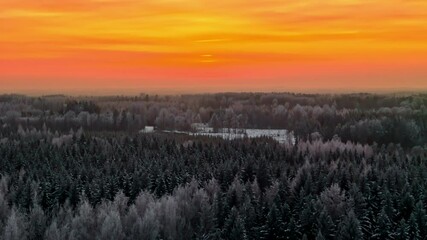 Wall Mural - Coniferous Forests Against Red Fiery Sunset Sky. Aerial Wide Shot