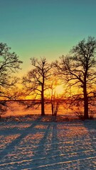 Wall Mural - Silhouette of trees with bright sunset or sunrise in background in winter season, aerial vertical view