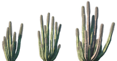 Wall Mural - set of pachycereus schottii (totem pole cactus) in sunny daylight frontal isolated png on a transpar