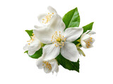 White jasmine flower isolated on white background.