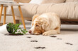 © Pixel-Shot - Cute Australian Shepherd dog near overturned houseplant and soil trails on carpet at home