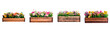 © practice  - Set of vibrant collection of blooming flowers in a wooden box isolated on transparent background