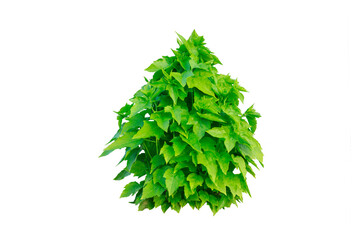 Wall Mural - green tree isolated on transparent background with clipping path, single tree with clipping path and