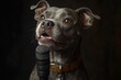 © video - Dog Singing into Microphone with Dramatic Studio Lighting Isolated on White Background