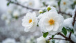 © Mikhael - Snow-covered camellia blossoms in winter garden, nature's beauty
