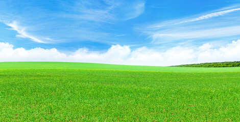 Wall Mural - summer landscape with a vast green field under a majestic sky