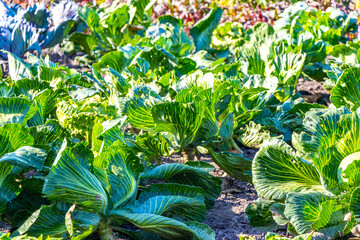 cabbages and lettuces grow in vegetable patch and field belarus.
