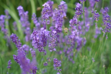 Aufkleber -  lavender flowers on a summer field among green plants as a banner for cosmetology and phytotherapy and aromatherapy sessions