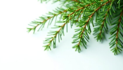 Crisp image of a lush fir branch against a stark white backdrop Perfect for seasonal designs , tree, texture