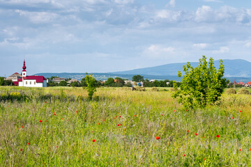Wall Mural - field with red poppies in village outskirts. mountainous countryside landscape with flowers in summe