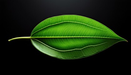 Wall Mural - vibrant green leaf on a black background showcasing natural beauty and freshness
