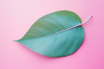 Wall Mural - a single green leaf resting on a bright pink background