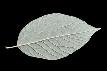 Wall Mural - a delicate transparent leaf displays intricate veins and details