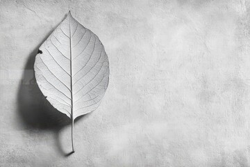 Wall Mural - a detailed close up study of a delicate white leaf