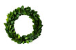 © Maestro - Wreath of Fresh Green Leaves on Black Background, cut out transparent