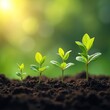 © Viktor - Stages young plant growth. Seedling grows to fully grown plant in rich soil. Blurred natural background, sunlight, nature concept. Young plant life cycle, beginning, harvest, botany, growth.
