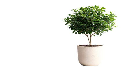 potted ficus retusa in pot isolated on black background, cut out transparent