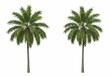 © Foysal - Palm tree on white background