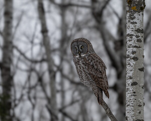 great gray perched in a tree