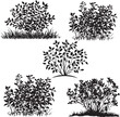 © Umar - Bush Stationary  silhouette vector