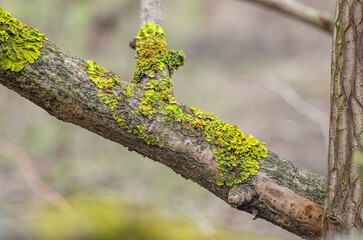 green lichen on tree branch in garden. parasites on fruit trees