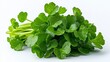 © TimelessClicks - Fresh bunch of green leaves gathered together showcasing natural beauty against a bright white background