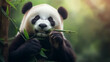 © OHMAl2T - Giant Panda Munching Bamboo in Misty Green Forest Setting