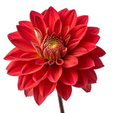 red dahlia flower png 