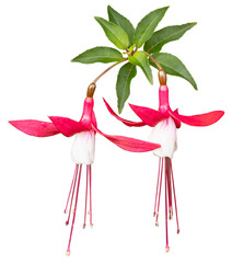 Wall Mural - Fuchsia rouge et blanc