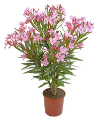 Wall Mural - Nerium oleander en pot	