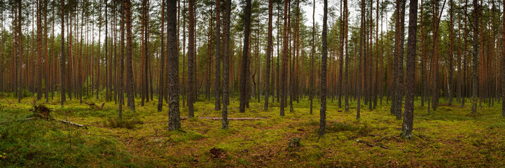  old pine mossy forest on a cloudy september day. side widescreen view in 15x5 format. panoramic photo