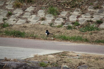 Wall Mural - Image of a magpie searching for food on the Daecheongcheon Trail