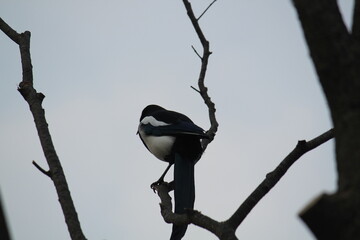 Wall Mural - Image of a magpie searching for food on the Daecheongcheon Trail