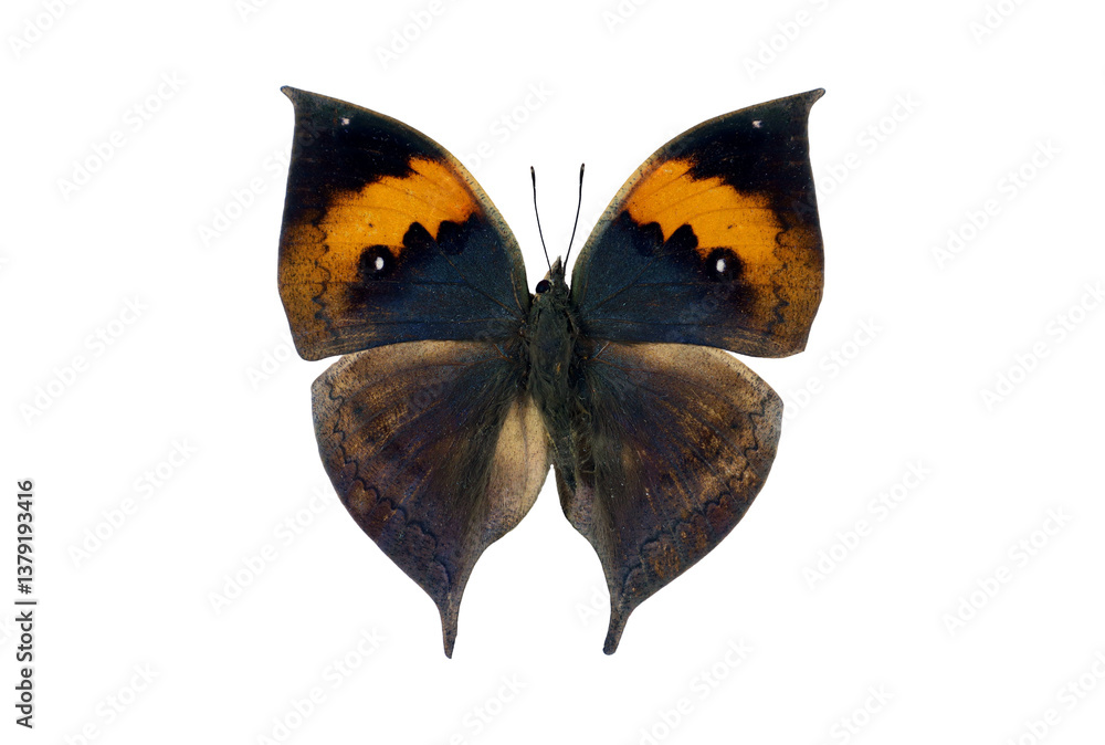 Vibrant butterfly leaf Kalima inachus displays its striking wing colors ...