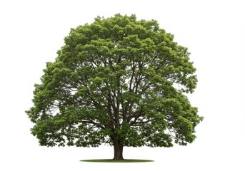 Large deciduous tree isolated white isolated white background