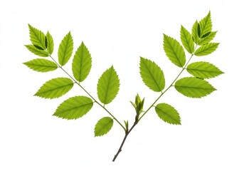 Green leaves botanical illustration isolated white background