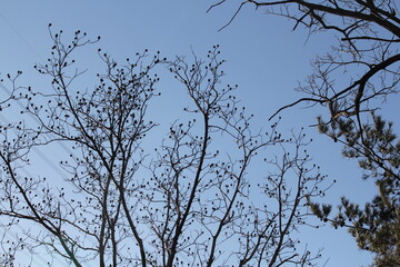 Wall Mural - Image of trees blooming on the Daecheongcheon Stream trail in winter