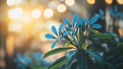 Wall Mural - close-up of vibrant blue flowers blooming at sunset.