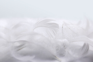 Wall Mural - heap of soft white bird feathers. fluffy downy, swan feathers. softness of feathers, details of whit
