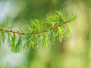 young branches of larch. closeup of green larch young needles.